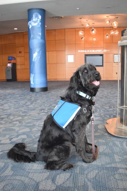 Daisy, the College of Creative Arts Therapy Dog, poses for a photo in the lobby of the Canady Creative Arts Center